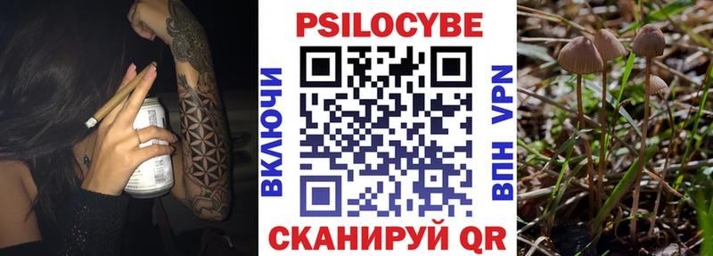 закладка  Жигулёвск  Галлюциногенные грибы Cubensis 